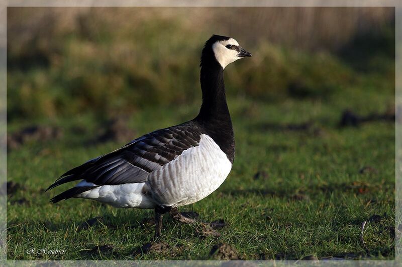 Barnacle Goose