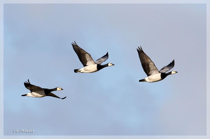 Barnacle Goose