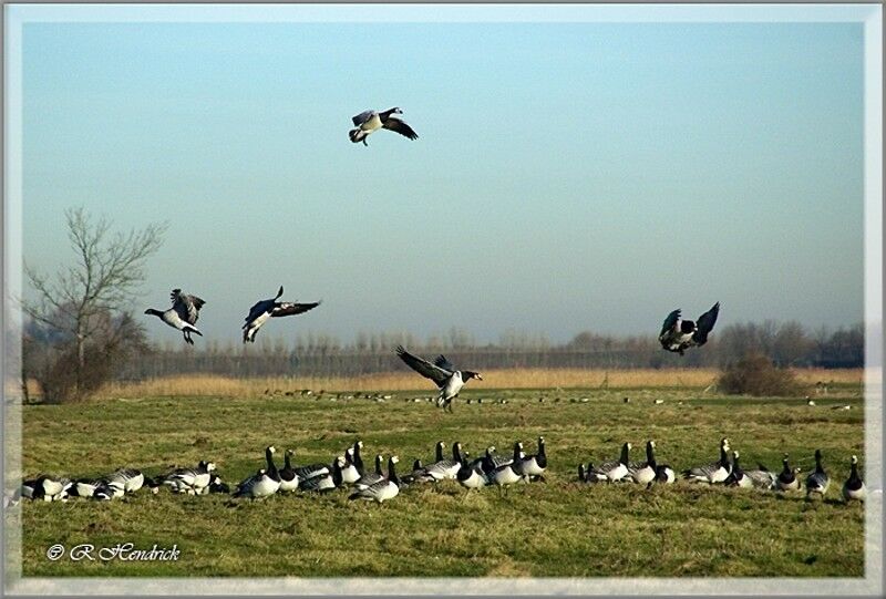 Barnacle Goose