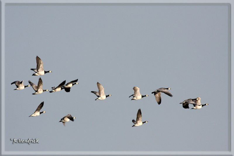 Barnacle Goose