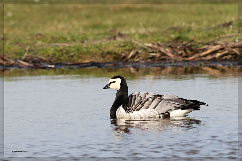 Barnacle Goose