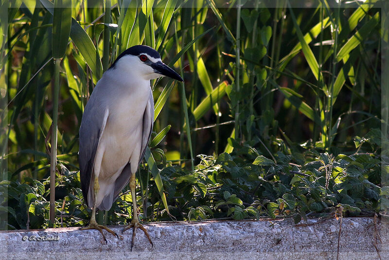 Black-crowned Night Heron