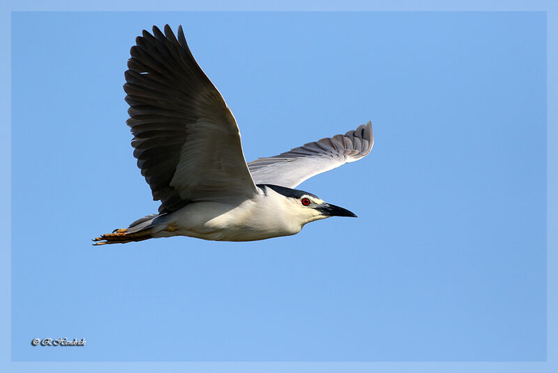 Black-crowned Night Heron