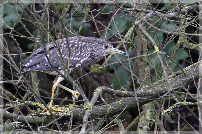 Black-crowned Night Heron