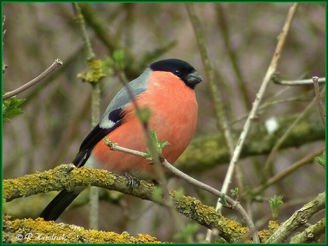 Eurasian Bullfinch