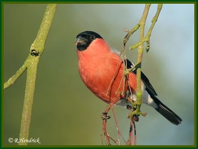 Eurasian Bullfinch