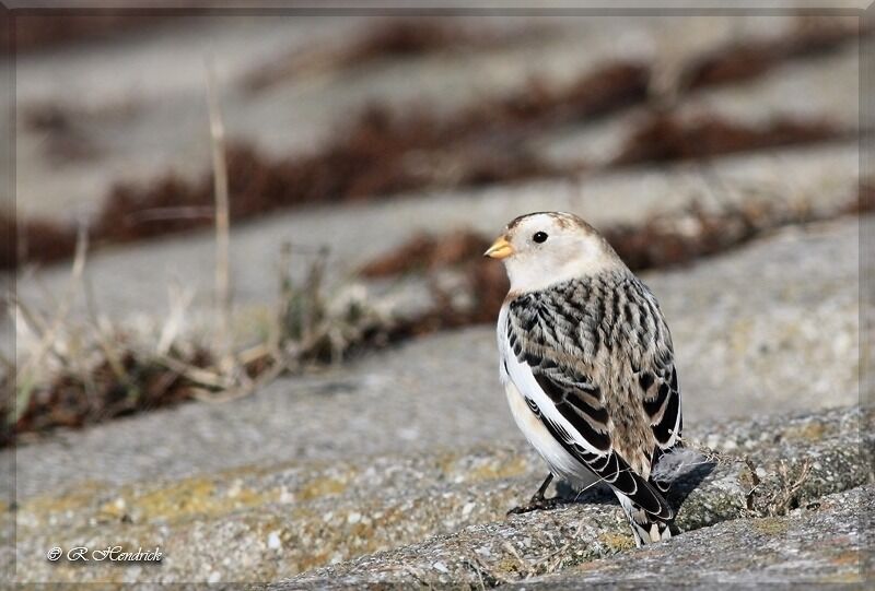 Snow Bunting