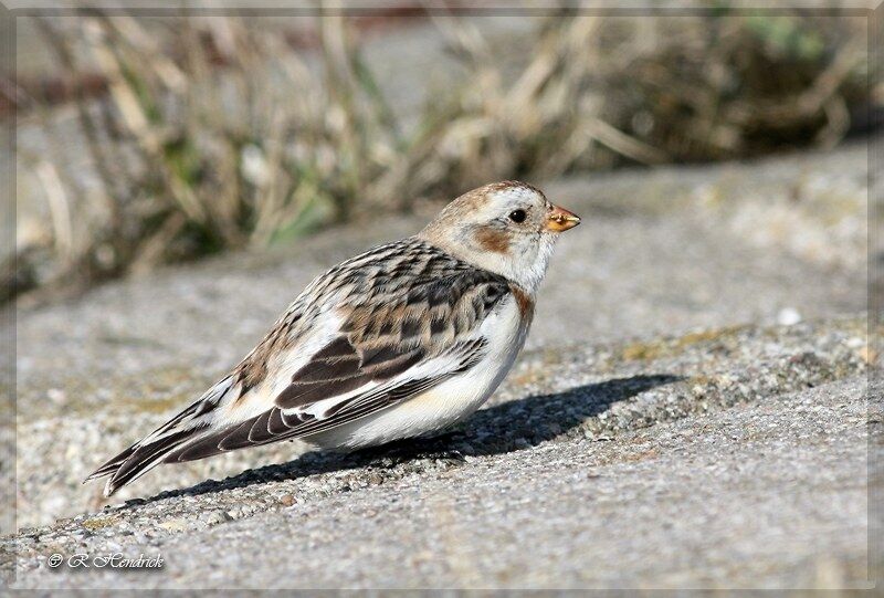 Snow Bunting