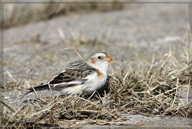 Snow Bunting