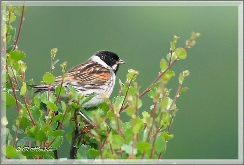 Bruant des roseaux