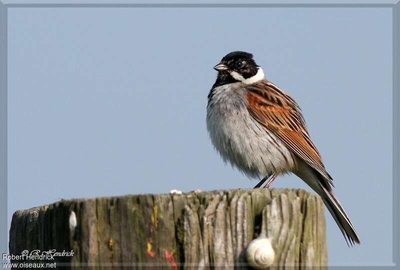 Bruant des roseaux mâle adulte, identification