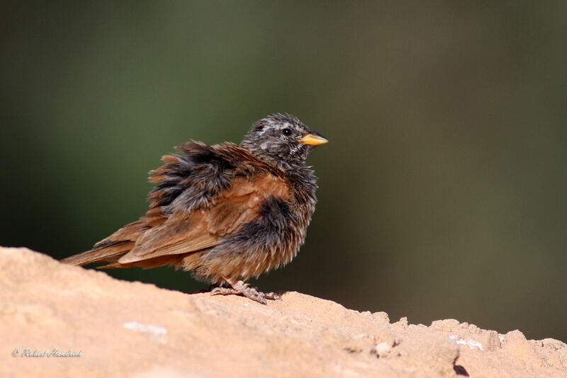 Bruant du Sahara