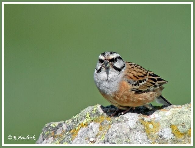 Rock Bunting