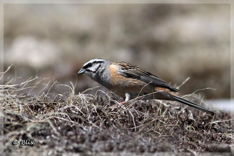 Rock Bunting