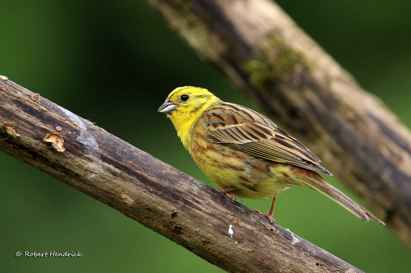 Bruant jaune