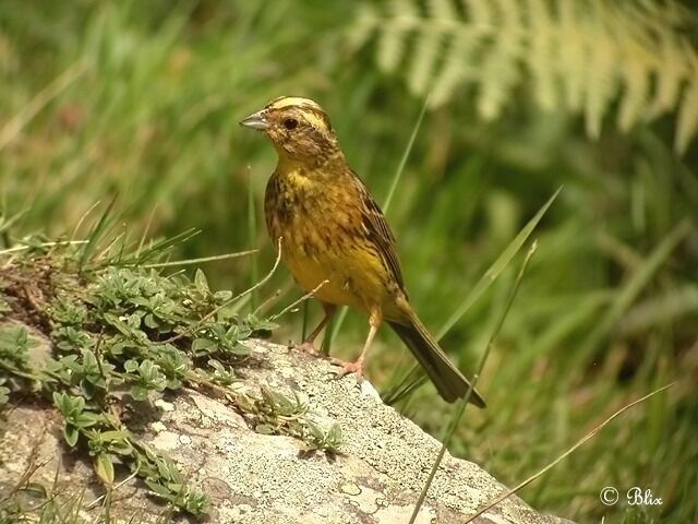 Bruant jaune