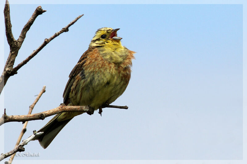 Bruant jaune