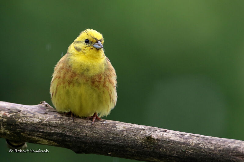 Bruant jaune