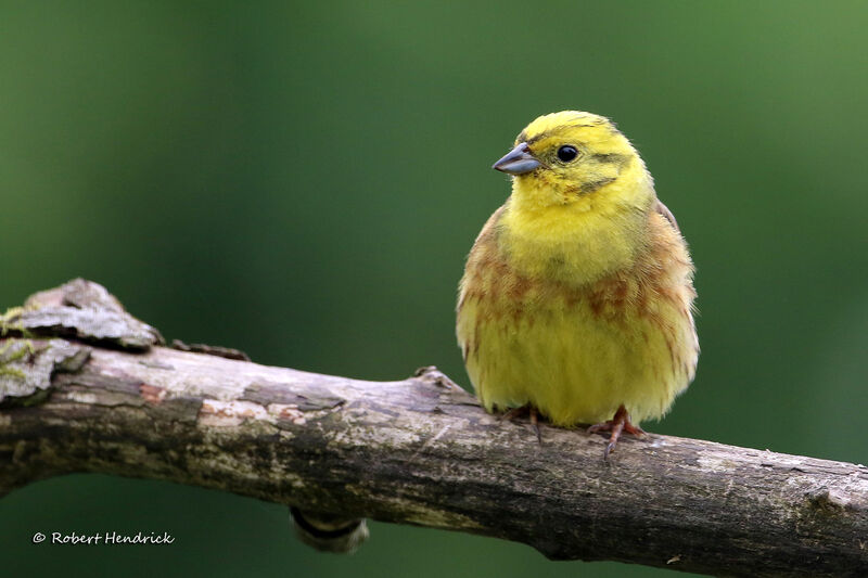 Bruant jaune