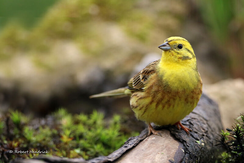 Bruant jaune