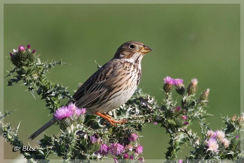 Corn Bunting