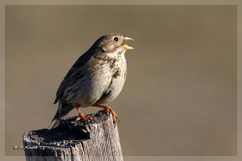 Corn Bunting