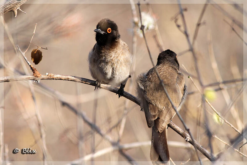 Bulbul brunoir