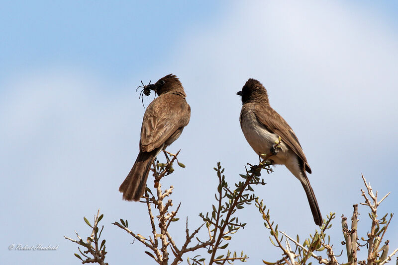 Bulbul des jardins