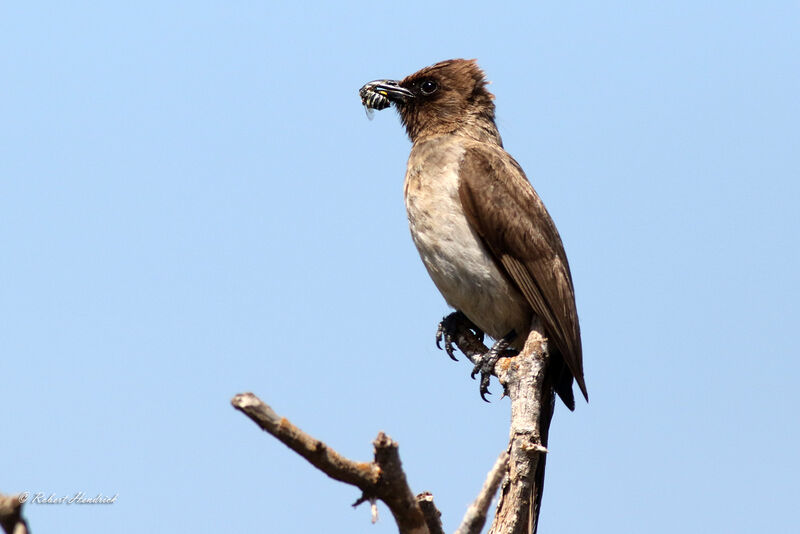 Bulbul des jardins