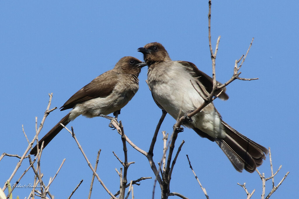 Bulbul des jardins