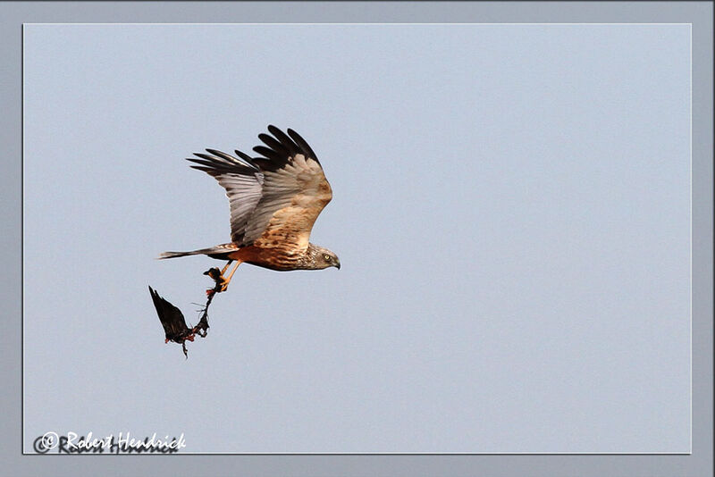 Western Marsh Harrier