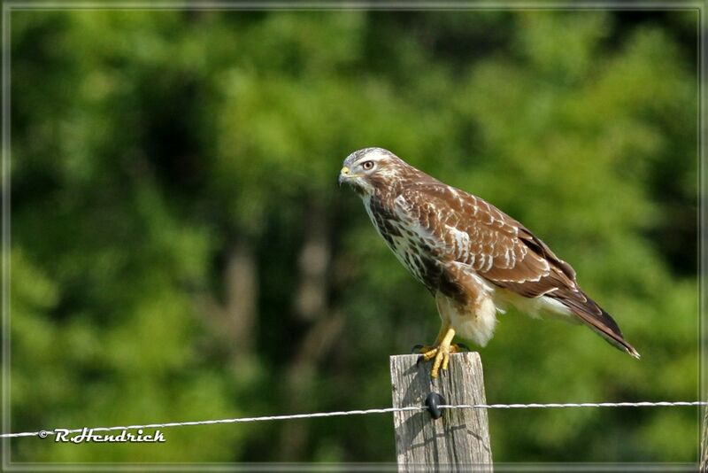 Buse variable