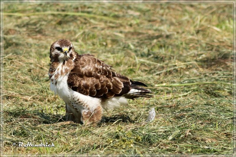 Common Buzzard