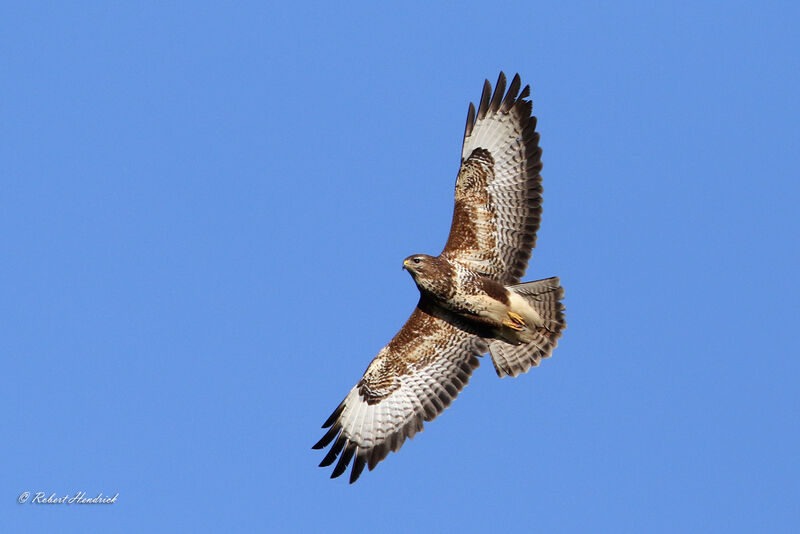 Buse variable