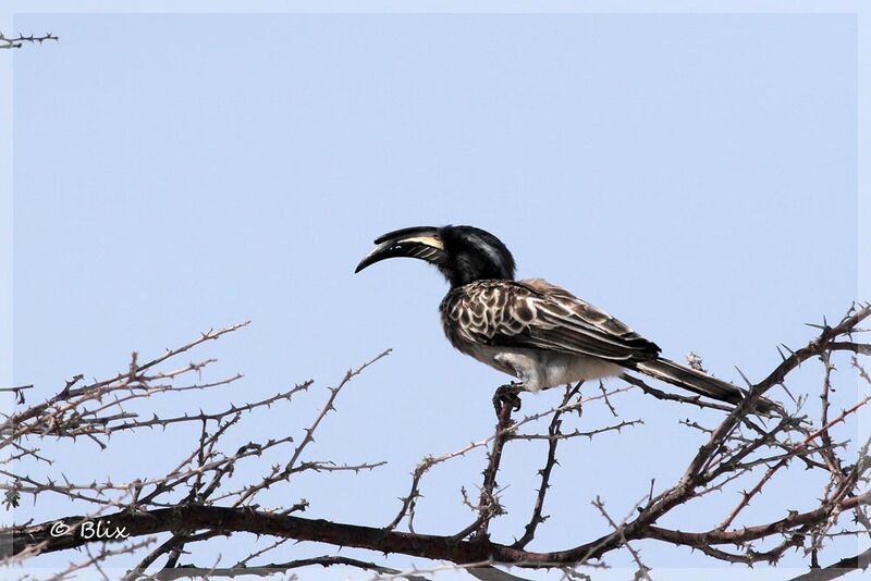 African Grey Hornbill