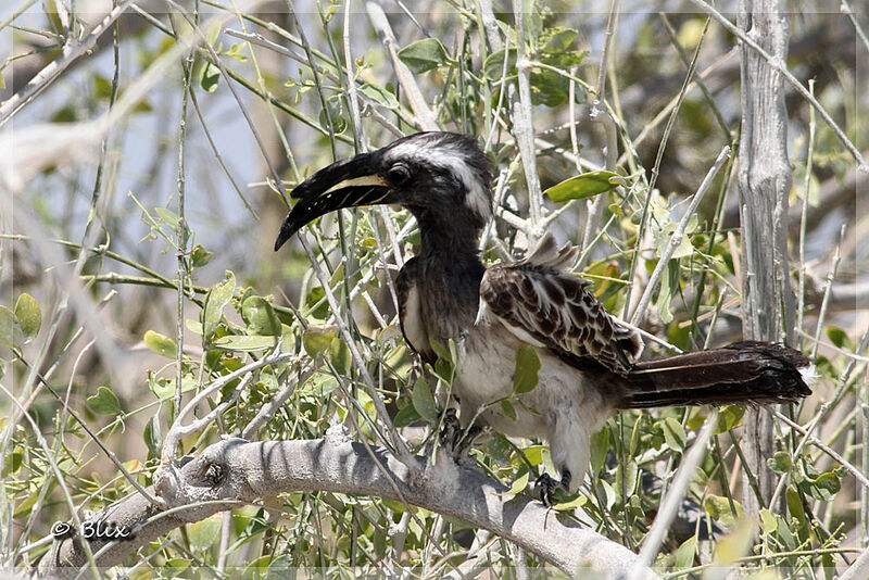 African Grey Hornbill