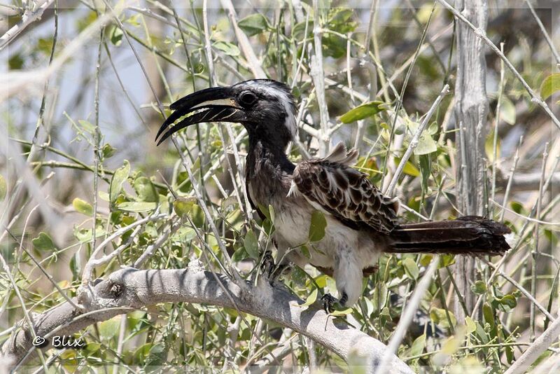 African Grey Hornbill