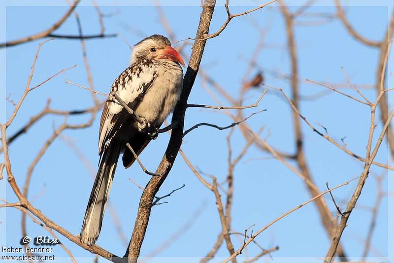 Damara Red-billed Hornbilladult