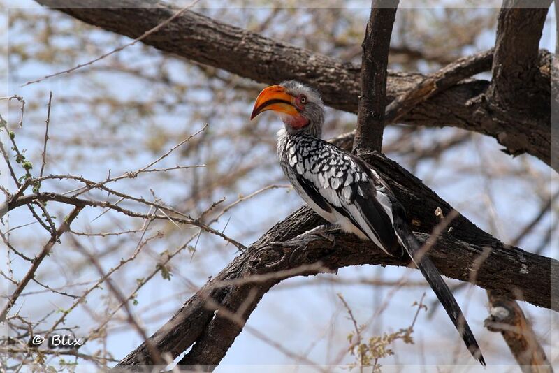 Southern Yellow-billed Hornbill