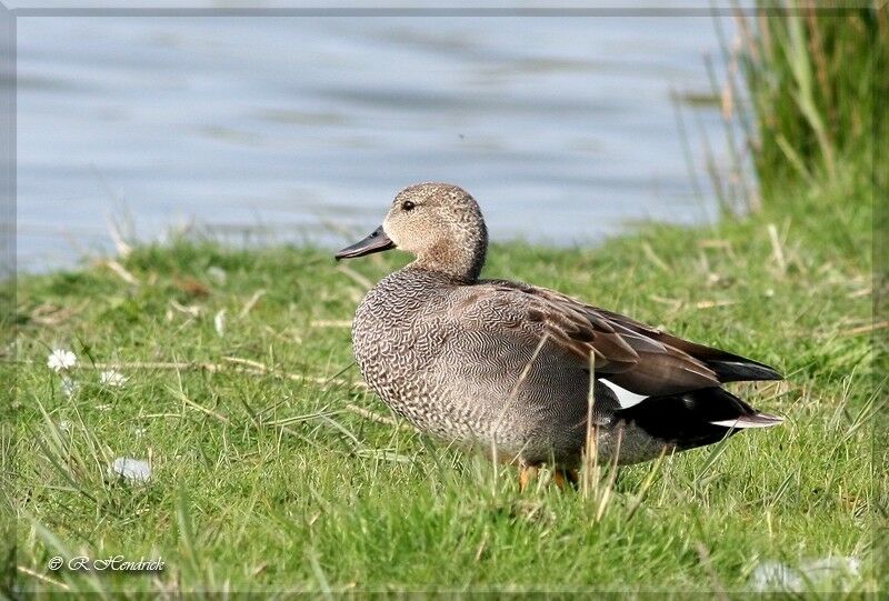 Gadwall, identification