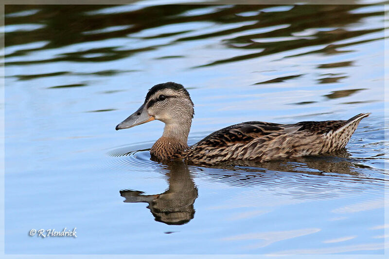 Canard chipeau