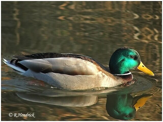 Canard colvert