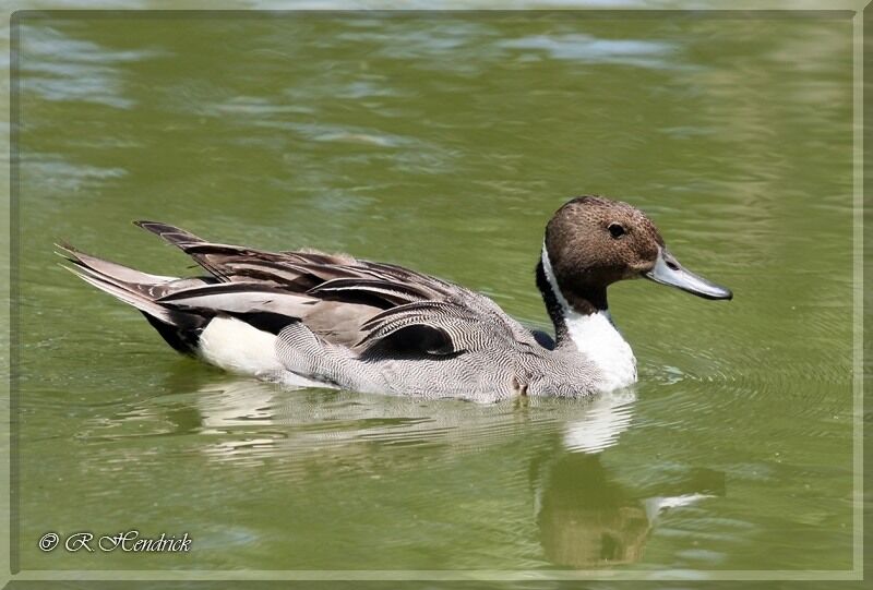 Canard pilet