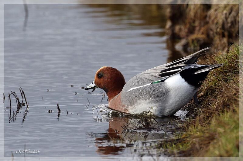 Canard siffleur