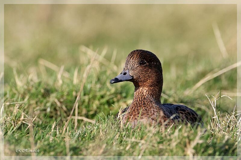 Eurasian Wigeon