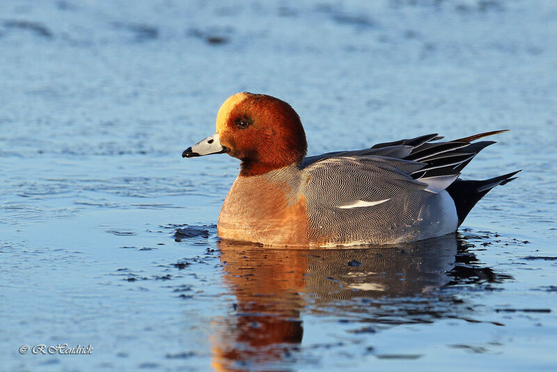 Canard siffleur