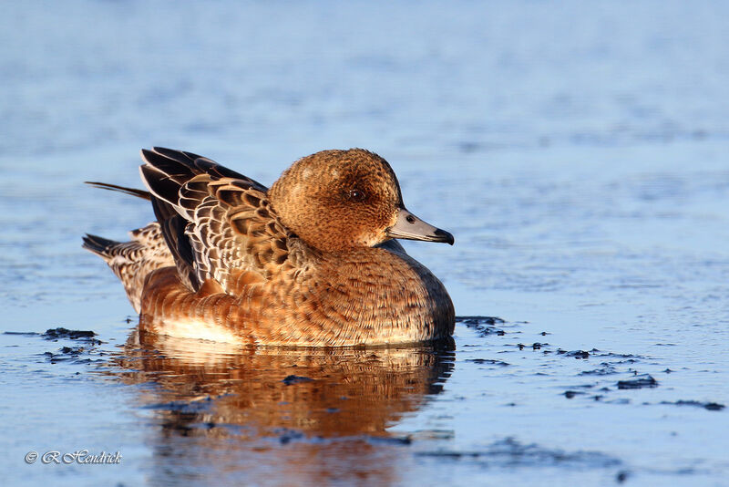 Canard siffleur