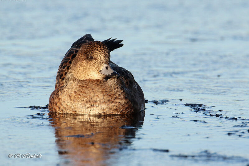 Canard siffleur