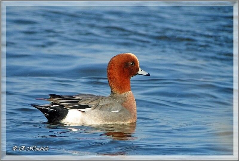 Canard siffleur