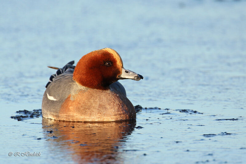 Canard siffleur